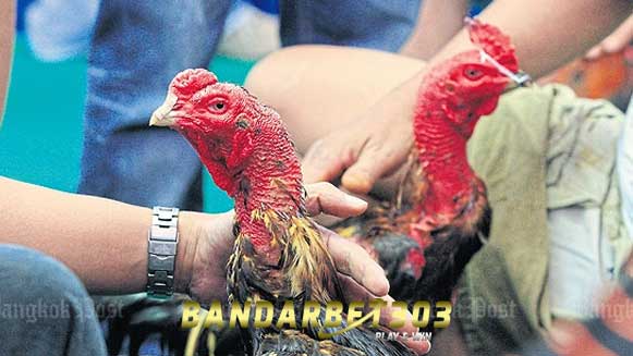 Teknik Bertarung Ayam Bangkok Paling Mematikan Di Arena Sabung