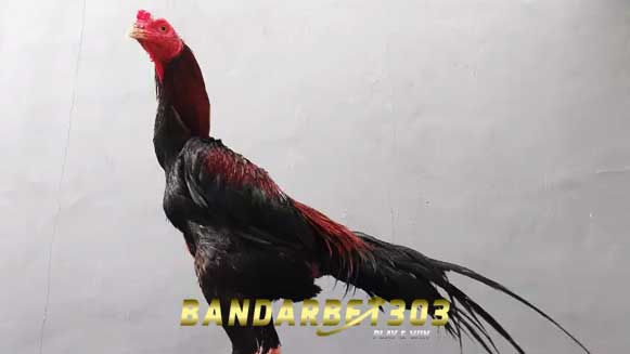 Ciri Khas Ayam Bangkok Aduan Dengan Ekor Lidi Mematikan