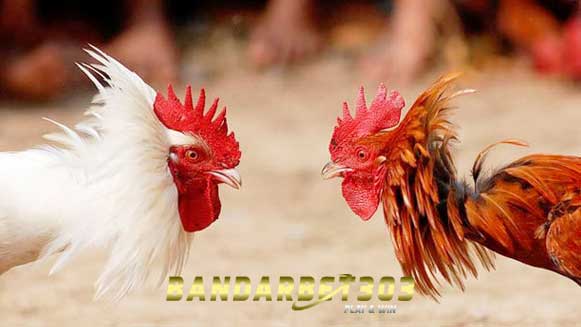 Tips Memilih Ayam Petarung Yang Sering Menang di Arena Sabung