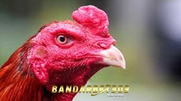Ciri Khas Kepala Ayam Bangkok Yang Sering Menang Ditarungkan