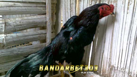 Pukulan Ayam Bangkok Jergem Paling Istimewa Yang Wajib Diketahui