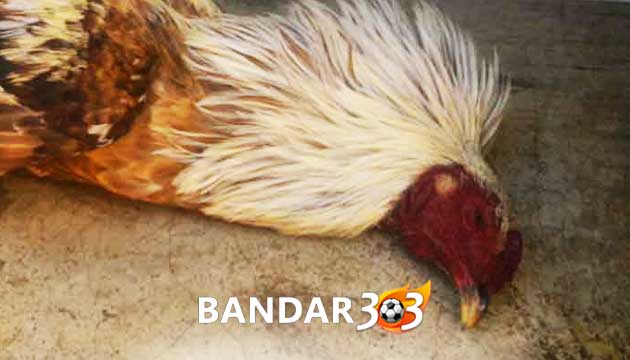 Cara Ampuh Obati Ayam Bangkok Yang Mengalami Keracunan