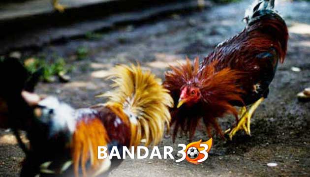 7 Pantangan dan Larangan Penting Sabung Ayam Ala Primbon Jawa
